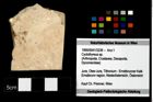 Foto (Objekt + Etikett) von Cyclothyreus sp.  (NHMW-GEO-1990-0041-3239)